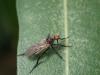 Empis sp.